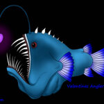 Valentines Anglerfish