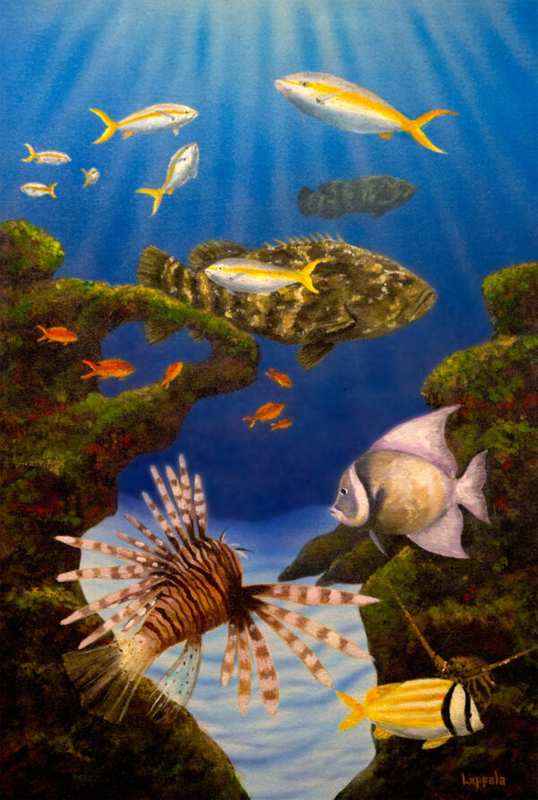 Goliath Grouper - Image 3